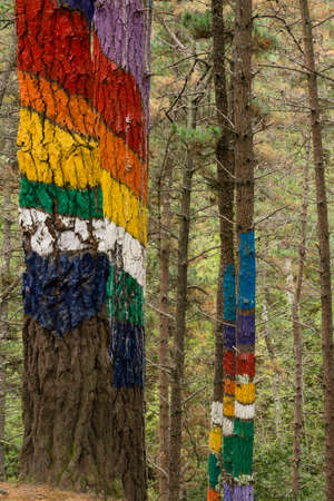 Oma forest, The rainbow of Naiel, 1984, Agustin Ibarrola, Kortezubi, Vizcaya, Euzkadi, Spainのeditorial素材