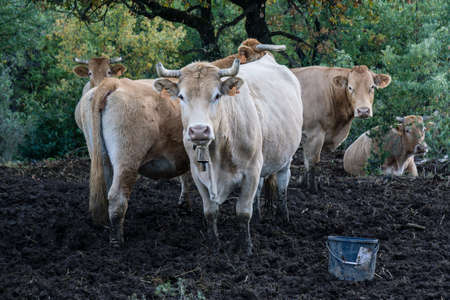 corral de vacas, near BoltaÃ±a, Sobrarbe, Huesca Province, Autonomous Community of Aragon, Pyrenees mountain range, Spain, europeのeditorial素材