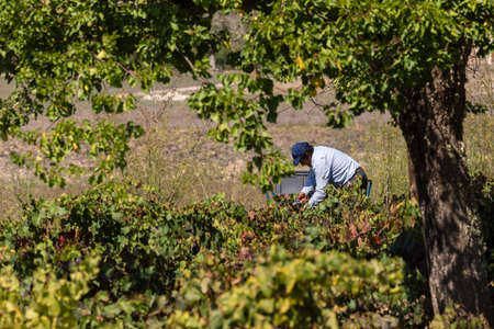 harvesting Callet grape, vineyard des pou de Sa Carrera, Celler Mesquida-Mora, Porreres, Mallorca, balearic islands, Spainのeditorial素材