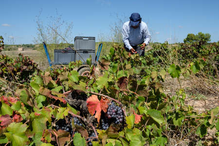 harvesting Callet grape, vineyard des pou de Sa Carrera, Celler Mesquida-Mora, Porreres, Mallorca,...