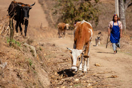 woman herding cows, San BartolomÃ© Jocotenango, municipality of QuichÃ© department, Guatemala, Central Americaのeditorial素材