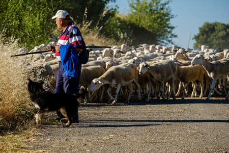 shepherd with a flock of sheep, Loarre, Spainのeditorial素材