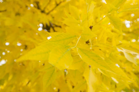 yellow ornamental tree in autumn, SaÃºca, Guadalajara, Spainのeditorial素材