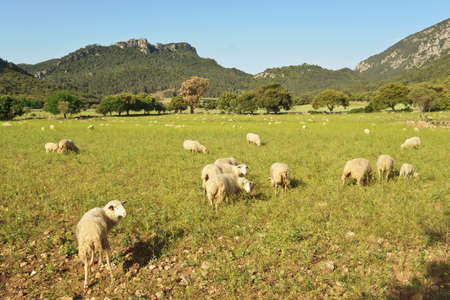 Flock of sheep. Valley of Orient. Bunyola, Majorca, Balearic Islands. Spain.のeditorial素材