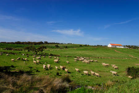 flock of sheep, Evoramonte (council of Estremoz), Alentejo, Portugal, europeのeditorial素材