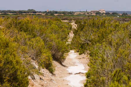 Salicornia, Flor de Sal del Trenc, guided tour, Salobrar de Campos, Campos del Puerto, Mallorca, balearic islands, spain, europeのeditorial素材