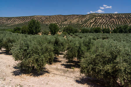 olive trees, Iznatoraf, Loma de Ubeda, province of JaÃ©n in the region of Las Villas, spain, europeのeditorial素材