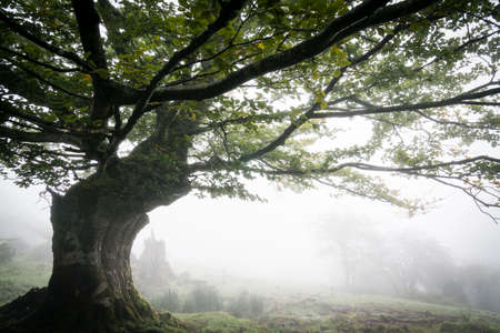 beech, fagus Sylvaticus, Gorbeia natural park, Alava- Vizcaya, Euzkadi, Spainのeditorial素材