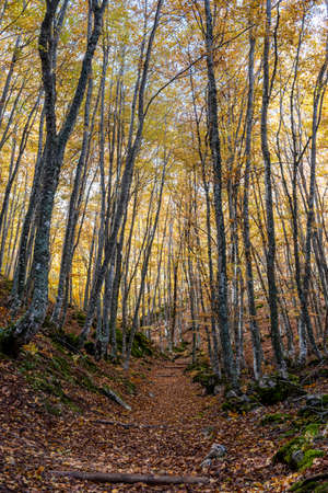 Tejeda de Tosande. Fuentes Carrionas Natural Park, Fuente Cobre- Palentina Mountain. Palencia, Spainの写真素材