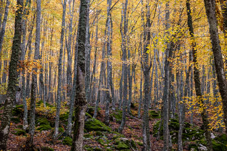 Tejeda de Tosande. Fuentes Carrionas Natural Park, Fuente Cobre- Palentina Mountain. Palencia, Spainの写真素材