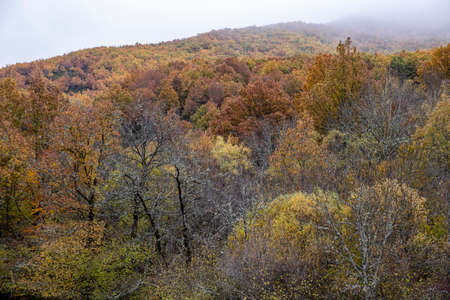 Pardomino Forest, Picos de Europa Regional Park, BoÃ±ar, Castilla-Leon, Spainの写真素材