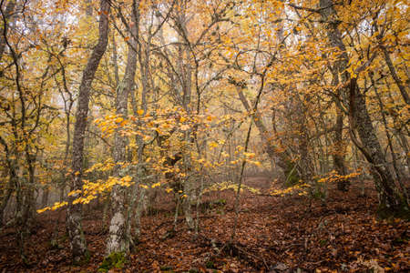 Pardomino Forest, Picos de Europa Regional Park, BoÃ±ar, Castilla-Leon, Spainの写真素材