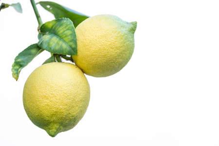 two lemons on the treeの写真素材