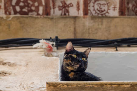 cat in front of some typical painted tiles, Valldemossa, Mallorca, Balearic Islands, Spain