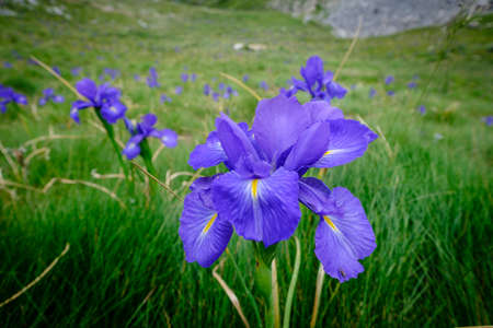 blue lily (Iris latifolia), col de AnÃ©ou, Ayous lakes tour, Pyrenees National Park, Pyrenees...