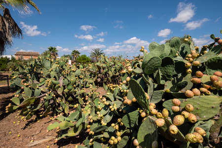 prickly pears with ripe fruits, Son Marrano, Mallorca, Balearic Islands, Spainのeditorial素材