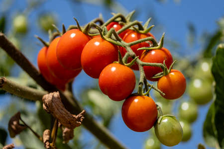 Mallorca, Balearic Islands, Spainのeditorial素材