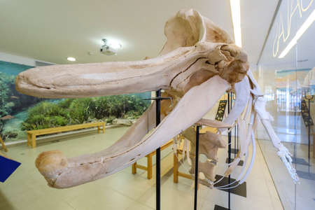 Grampus griseus, Aula de la Mar, center of interpretation of the marine environment, Can Salas, Palma, Mallorca, Balearic Islands, Spainのeditorial素材