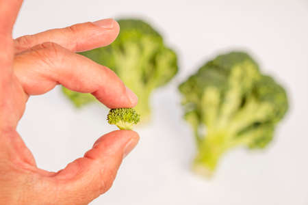 fingers holding a small sprout of broccoli, Brassica oleracea var. italicの写真素材