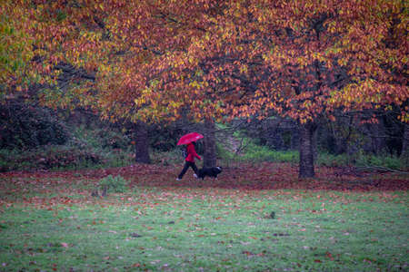 woman walking a dog through the forest, Ecoespacio O Rexo, Allariz, Ourense, Galicia, Spainの写真素材