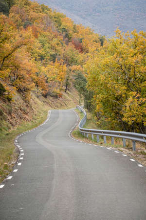 road crossing an oak grove in autumn, Las Merindades, Burgos, Spain