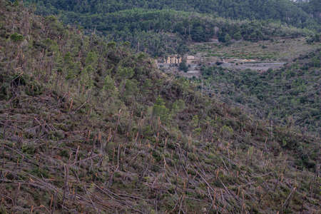 forest felled by a gale, Banyalbufar, mallorca, spainの写真素材
