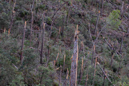 forest felled by a gale, Banyalbufar, mallorca, spain