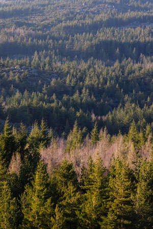 coniferous forest, Douglas Fir or Oregon Pine, Pseudotsuga menziensii , Serra Da Estrela, Beira...