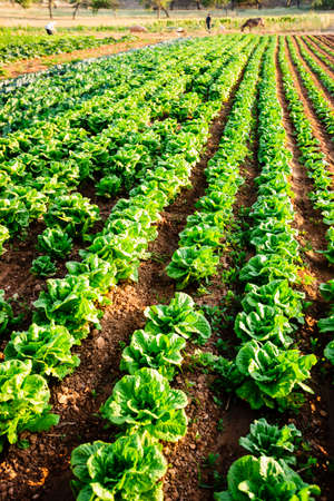 crop field, Sant Jordi, municipality of Palma, Majorca, Balearic Islands, Spain, Europe