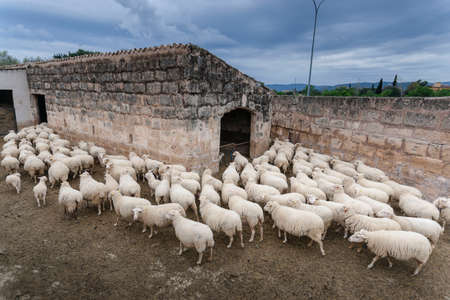 flock of sheep, Son Ripoll Vell, Son Sardina, Palma, Majorca, Balearic Islands, Spain, Europeの写真素材