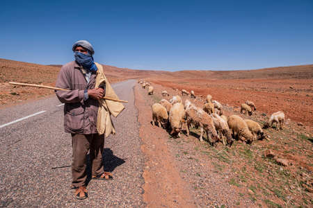 shepherd with his flock near Taliouine, morocco, africaの写真素材