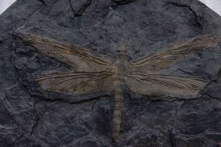 meganeura, giant dragonfly, carboniferous forests,Dinosauria, museum of dinosaurs, room of evolution, Esperaza. Aude department, Languedoc-Roussillon, Pyrenees Orientales, France, Europeのeditorial素材