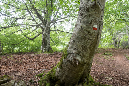 GR20 long distance trail, Sierra de Aralar, Navarra, spainの写真素材