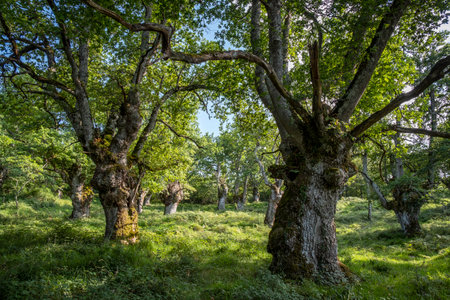 green route, forest of the Centennial Oaks, Munain and Okariz, Alava, basque country, spainの写真素材