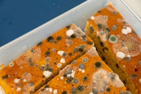 moldy cake covered in mould, Majorca, Balearic Islands, Spainの写真素材