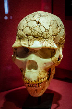 Homo sapiens, Skhul V skull replica, Molina de AragÃ³n Regional Museum, Guadalajara, Spain
