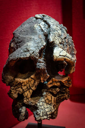 Kenyanthropus playtops skull replica, Molina de AragÃ³n Regional Museum, Guadalajara, Spain