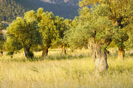 Olive grove of Son Oleza Gran.Valldemossa.Sierra de Tramuntana.Mallorca.Baleares.Spain.の写真素材