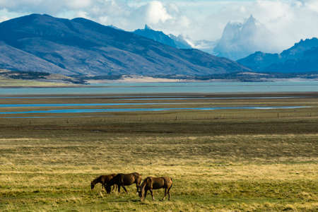 horses in the pampas near Lake Roca, Argentine Republic, Patagonia, southern cone, South Americaの写真素材