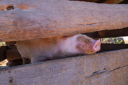 farm financed with microcredits. YacÃ³n, San SebastiÃ¡n Lemoa, municipality of Chichicastenango,...