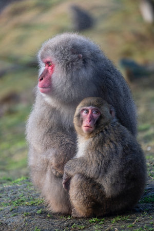 Japanese Macaque, Macaca fuscata, Highland Wildlife Park, Kincraig, Cairngorms National Park, Scotland, UKの写真素材