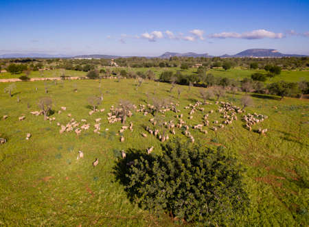 Sheep herd, Llucmajor marina, Mallorca, balearic islands, spain, europeの写真素材