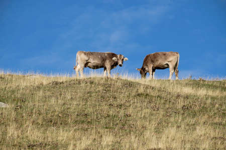 Two cows grazing, Valley of Hecho, western valleys, Pyrenean mountain range, province of Huesca,...