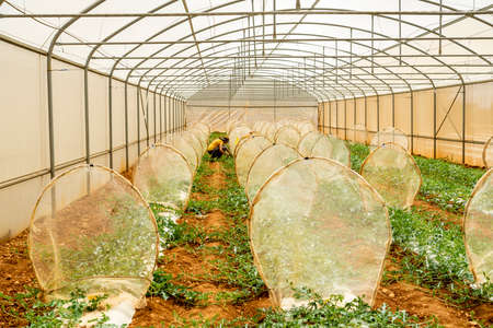 greenhouses for transgenic plants, Hort Seed Mediterranea, Llucmajor, Majorca, Balearic Islands, Spainの写真素材