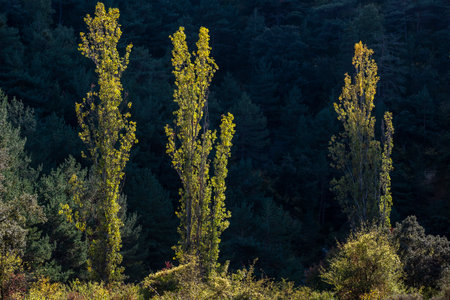 backlit poplars, Sierra de Santo Domingo protected landscape, Biel, Cinco Villas, Aragon, Spain