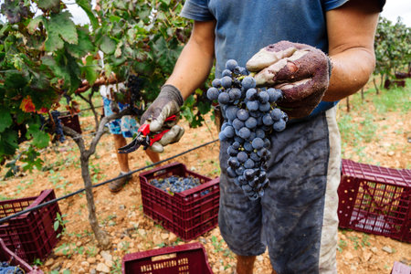 vintage, Binissalem. Raiguer, mallorca, balearic islands, spain, europeの写真素材