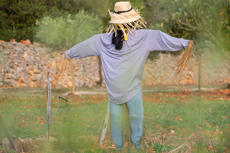 scarecrow in a field, Lloret de Vistalegre, Mallorca, Balearic Islands, Spainの写真素材