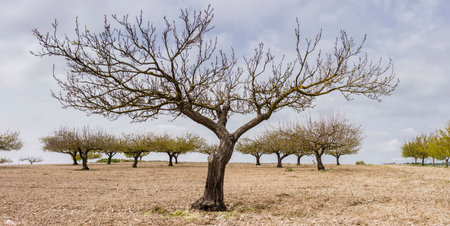 apricot, Prunus armeniaca, Porreres, Mallorca, balearic islands, spain, europeの写真素材