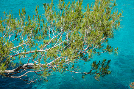 pine branch over the sea, Cala Sa Mitjana, Felanitx, Mallorca, Balearic Islands, Spainの写真素材