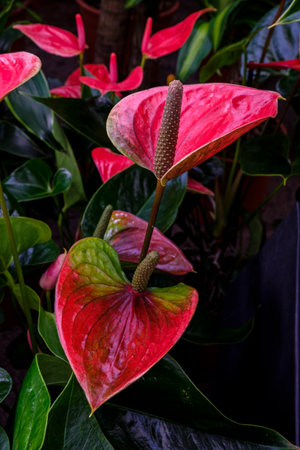 Anthurium andraenum, Majorca, Balearic Islands, Spain